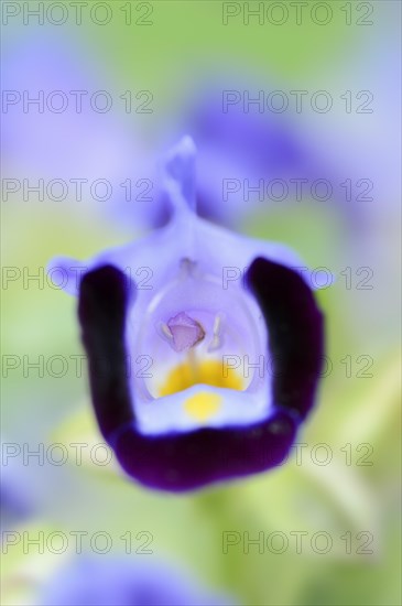 Bluewings (Torenia fournieri), flower, native to Vietnam, ornamental plant, North Rhine-Westphalia, Germany, Europe