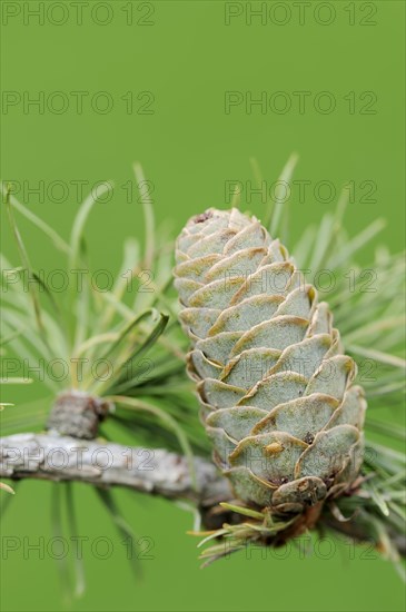 European larch (Larix decidua), cones, North Rhine-Westphalia, Germany, Europe