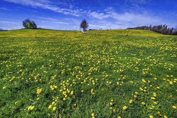 Blue sky and green meadow with common dandelion (Taraxacum sect. Ruderalia), Allgaeu, Swabia, Bavaria, Germany, Europe