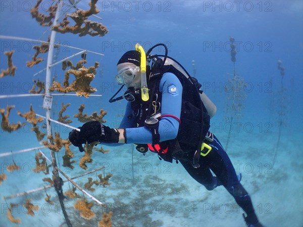 Coral farming. Divers hang pieces of elkhorn coral (Acropora palmata) on the frame, where they grow into strong corals until they can be released onto the reef. The aim is to breed corals that can withstand the higher water temperatures. Dive site Nursery, Tavernier, Florida Keys, Florida, USA, North America