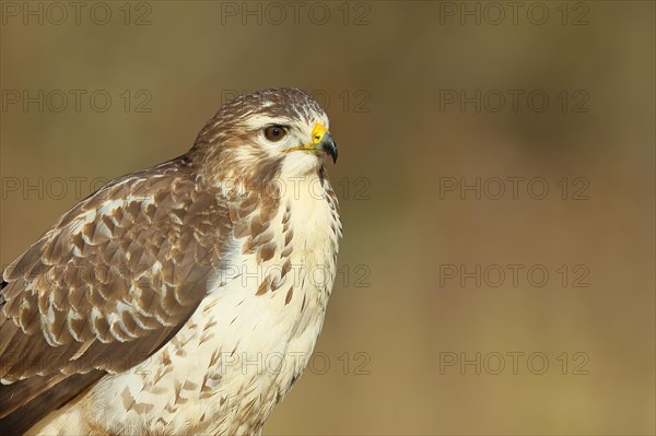 Steppe buzzard (Buteo buteo) bright morph, animal portrait, wildlife, winter, Siegerland, animals, birds, birds of prey, North Rhine-Westphalia, Germany, Europe