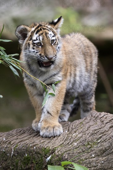 A lively tiger young playing with a green leaf, Siberian tiger, Amur tiger, (Phantera tigris altaica), cubs