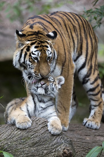Big tiger gently kissing its young on a tree trunk, Siberian tiger, Amur tiger, (Phantera tigris altaica), cubs