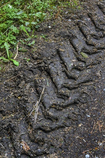 Trace of a tractor tyre on a forest road, Allgaeu, Swabia, Bavaria, Germany, Europe