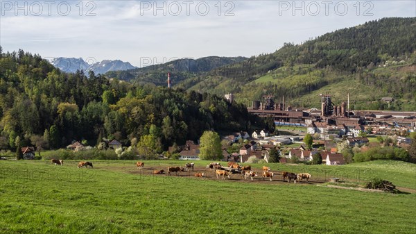 Cows grazing in front of the Donawitz steelworks of voestalpine AG, Donawitz district, Leoben, Styria, Austria, Europe