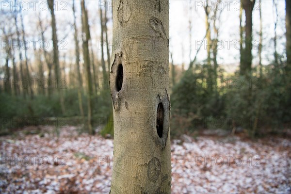 Deadwood structure Cave in deciduous forest, two caves on one trunk, important habitat for insects and birds, North Rhine-Westphalia, Germany, Europe