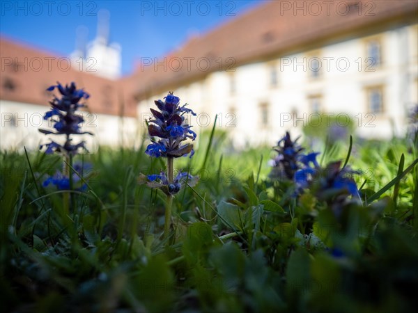 Blue bugle (Ajuga reptans), behind Goess Abbey, Leoben, Styria, Austria, Europe