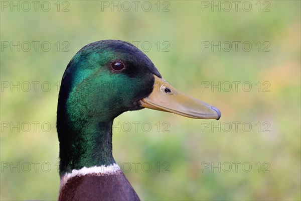 Mallard (Anas platyrhynchos) male, portrait, Rosensteinpark, Stuttgart, Baden-Wuerttemberg, Germany, Europe