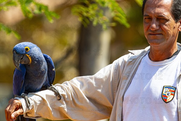 Hyacinth Macaw (Anodorhynchus hyacinthinus) Pantanal Brazil