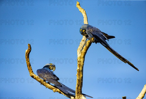 Hyacinth Macaw (Anodorhynchus hyacinthinus) Pantanal Brazil