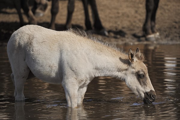 Duelmen wild horse, foal in the water, Merfelder Bruch, Duelmen, North Rhine-Westphalia, Germany, Europe