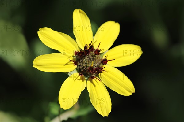 Chocolate flower (Berlandiera lyrata, Berlandiera incisa), flower, native to North America