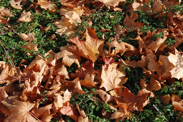 A carpet of dry autumn leaves scattered on the ground, signaling seasonal change