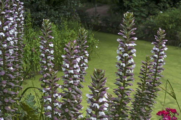 Inflorescence of bear's breeches (Acanthus) in the Parc Floral et Tropical de la Court d'Aron, Saint Cyr en Talmondais, Vandee, France, Europe