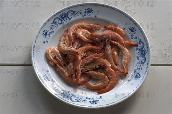 Cooked prawns on a plate, Atlantic coast, France, Europe