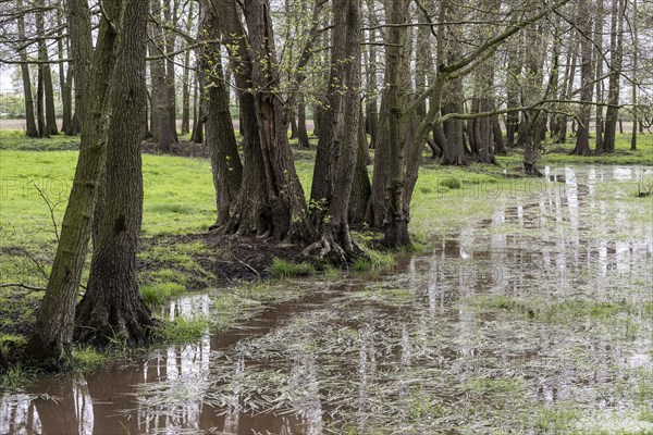 Alder quarry forest (Alnus glutinosa), Emsland, Lower Saxony, Germany, Europe