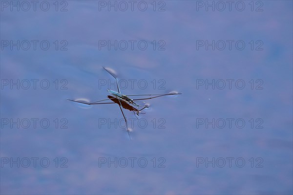 Common pond skater (Gerris lacustris), near Hartola, Finland, Europe