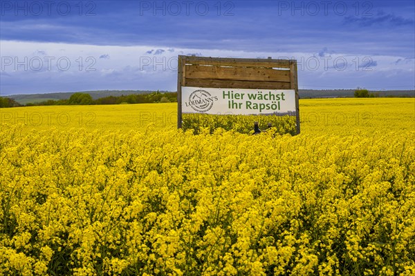 Sign with inscription Hier waechst Ihr Rapsoel in einem Rapsfeld, Field with rape (Brassica napus), Cremlingen, Lower Saxony, Germany, Europe