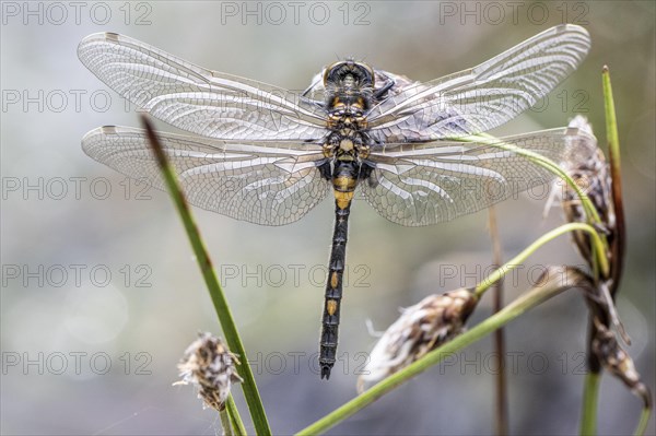 Ruby whiteface (Leucorrhinia rubicunda) on common cottongrass (Eriophorum angustifolium), Emsland, Lower Saxony, Germany, Europe