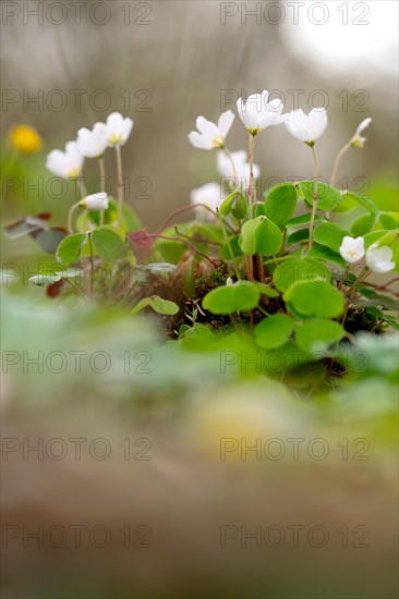 Common wood sorrel (Oxalis acetosella), many flowers with light reflection in the background, Velbert, North Rhine-Westphalia, Germany, Europe