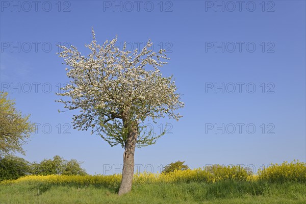 Fruit tree, apple tree (Malus domestica) in bloom next to a flowering rape field (Brassica napus), blue sky, North Rhine-Westphalia, Germany, Europe