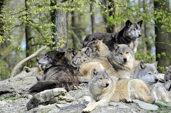 Mackenzie valley wolf (Canis lupus occidentalis), Captive, Germany, Europe, A pack of wolves poses on a rock, some look attentively into the surroundings, Tierpark, Baden-Wuerttemberg, Europe
