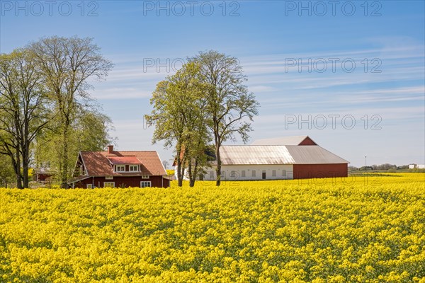 View at a rural landscape with yellow rapeseed in bloom on a field in the swedish countryside, Falkoeping, Sweden, Europe