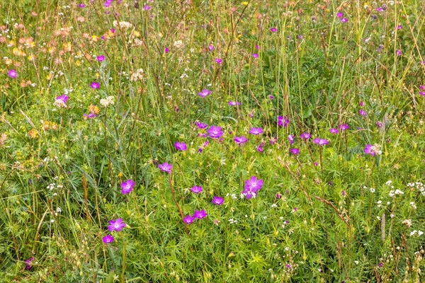 Flowering Bloody cranesbill (Geranium sanguineum) and other wildflowers on a summer meadow