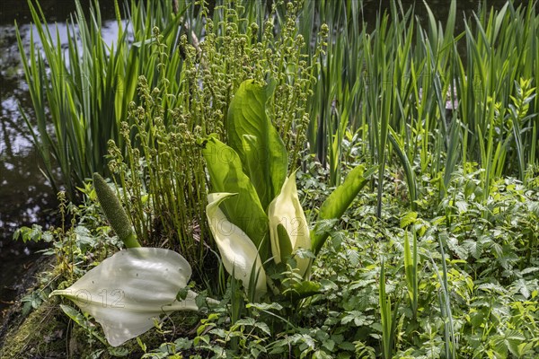 East Asian white false calla (Lysichiton camtschatcensis), Emsland, Lower Saxony, Germany, Europe