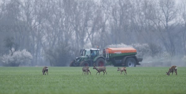 European roe deers (Capreolus capreolus) with winter fur standing in a grain field, tractor with fertiliser spreader behind, Thuringia, Germany, Europe