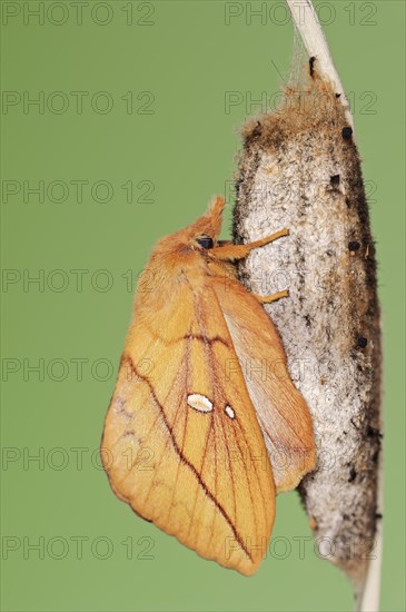 Drinker moth (Euthrix potatoria), freshly hatched butterfly on the cocoon, North Rhine-Westphalia, Germany, Europe