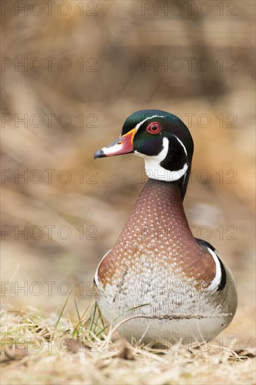 Wood duck (Aix sponsa), male standing on grass and watching, City of Saint-Mathieu-du-Parc, province of Quebec, Canada, AI generated, North America