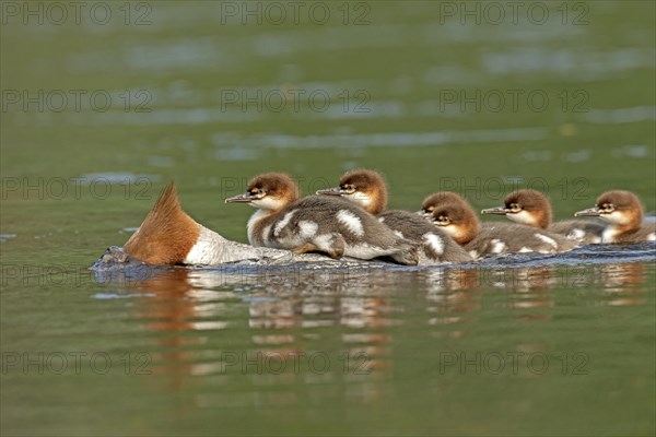 Common mergansers (mergus merganser), female chasing and carrying babies on her back, La Mauricie national park, province of Quebec, Canada, AI generated, North America