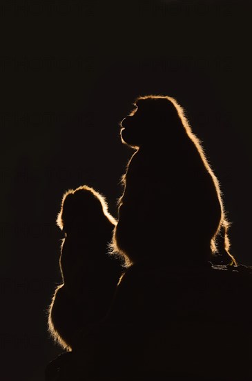 Djelada or gelada baboon (Theropithecus gelada), female in backlight, captive, occurrence in Ethiopia