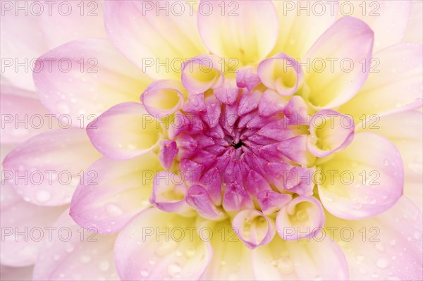 Decorative dahlia 'El Paso' (Dahlia Hybride), detail of the flower, ornamental plant, North Rhine-Westphalia, Germany, Europe