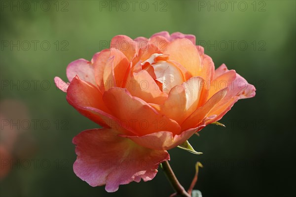 Garden rose or rose 'Fairest Cape' (Rosa hybrida), flower, ornamental plant, North Rhine-Westphalia, Germany, Europe