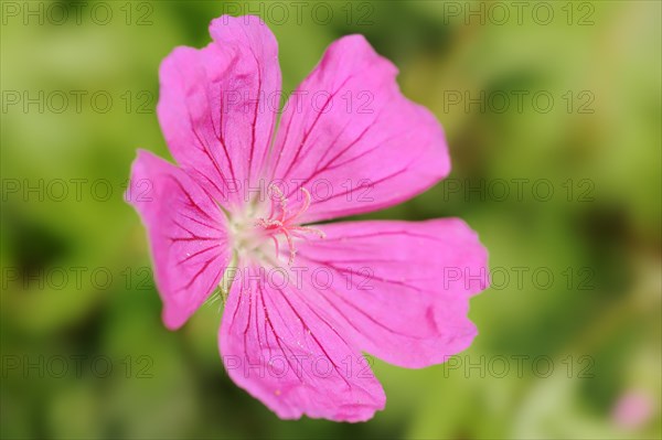 Bloody cranesbill (Geranium sanguineum), flower, ornamental plant, North Rhine-Westphalia, Germany, Europe