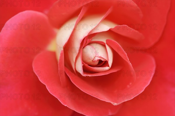 Garden rose or rose 'Heimatmelodie' (Rosa hybrida), detail of the flower, ornamental plant, North Rhine-Westphalia, Germany, Europe