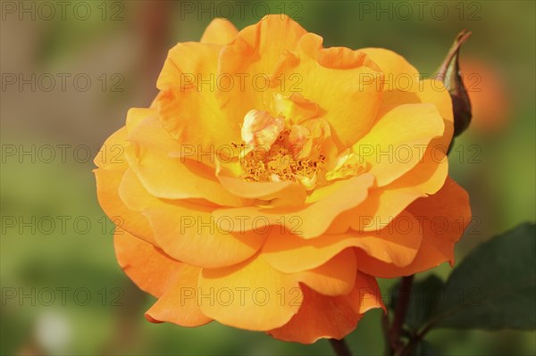 Garden rose or rose 'Westzeit' (Rosa hybrida), flower, ornamental plant, North Rhine-Westphalia, Germany, Europe