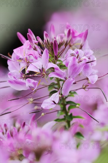 Spider flower or spider plant (Cleome spinosa, Tarenaya hassleriana), flowers, ornamental plant, North Rhine-Westphalia, Germany, Europe