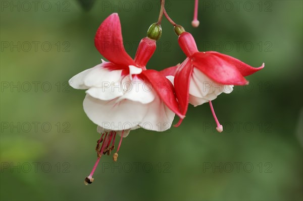 Fuchsia 'Tausendschoen' (Fuchsia hybride), flowers, ornamental plant, North Rhine-Westphalia, Germany, Europe