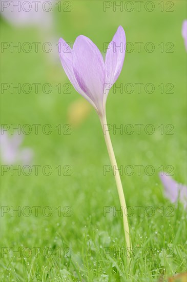 Autumn crocus or meadow saffron (Colchicum autumnale), North Rhine-Westphalia, Germany, Europe