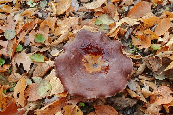 Chestnut-brown stem porling or black-red porling (Picipes badius, Polyporus badius), autumn, North Rhine-Westphalia, Germany, Europe