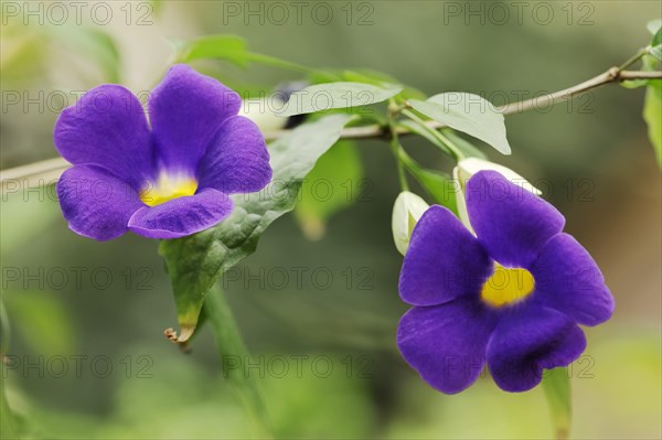 Bush clockvine (Thunbergia erecta), flower, native to Africa, ornamental plant, North Rhine-Westphalia, Germany, Europe