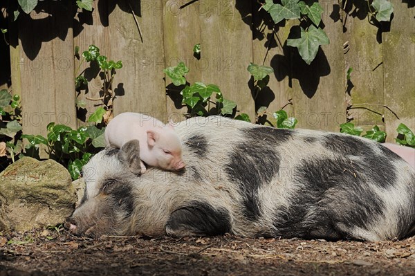 Goettingen minipig (Sus scrofa f. domestica), sow and piglet, North Rhine-Westphalia, Germany, Europe