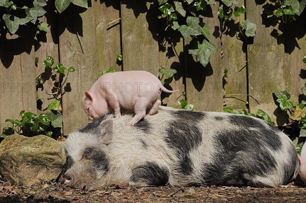 Goettingen minipig (Sus scrofa f. domestica), sow and piglet, North Rhine-Westphalia, Germany, Europe