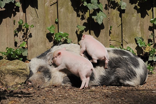 Goettingen minipig (Sus scrofa f. domestica), sow and piglet, North Rhine-Westphalia, Germany, Europe