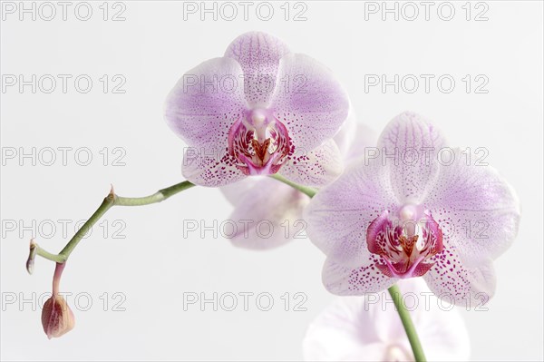 Butterfly orchid (Phalaenopsis), flowers, houseplant, North Rhine-Westphalia, Germany, Europe