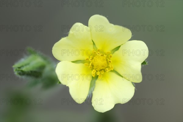 Tall cinquefoil or upright cinquefoil (Potentilla recta), flower, North Rhine-Westphalia, Germany, Europe