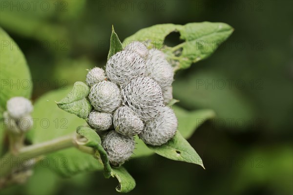 Downy burdock (Arctium tomentosum), North Rhine-Westphalia, Germany, Europe